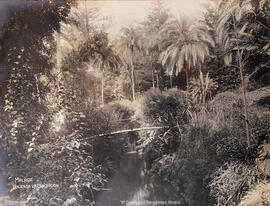 Málaga, Jardín de la Concepción, la cascada entre monsteras y el puentecito. Fotógrafo desconocido.