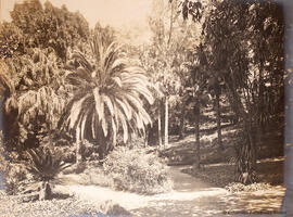 Málaga, Jardín de la Concepción, caminos del jardín con palmeras, cica revoluta, yuca y otros árboles. Fotógrafo desconocido.