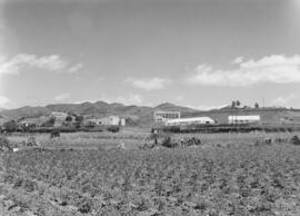 La Mayora, Centro Experimental Económico Agrario del CSIC. Mayo de 1968. Algarrobo, Málaga, Españ...