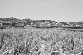 Montes de la Axarquía. Rincón de la Victoria. Febrero de 1954. España.