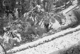 Málaga nevada. Jardines de Puerta Oscura. Febrero de 1954. España-03