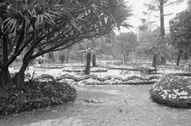 Málaga nevada. El Parque. Febrero de 1954. España-04