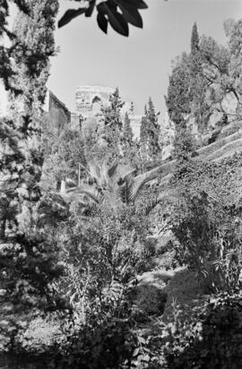 Jardines de Puerta Oscura. Enero de 1954. Málaga. España.