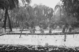 Málaga nevada. El Parque. Febrero de 1954. España-01