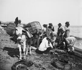 El Copo. Venta del pescado. Playa de Pedregalejo. 1910. Málaga. España. Colección Gonzalo de Cast...