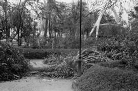 Palmeras caídas como consecuencia del temporal de viento. Paseo del Parque. Málaga. Enero de 1963