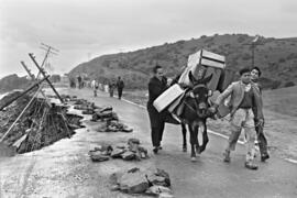 Málaga. Burro como transporte en la Carretera de Cádiz cortada por el temporal. Enero de 1963