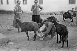 Málaga. Cabrero ordeñando a una cabra. Agosto de 1963