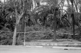 Árboles y palmeras caídas como consecuencia del temporal de viento. Paseo del Parque. Málaga. Ene...