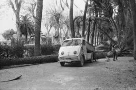 Recogida de palmeras caídas como consecuencia del temporal de viento. Paseo del Parque. Málaga. E...