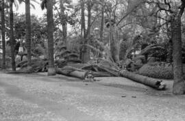Palmeras caídas como consecuencia del temporal de viento. Paseo del Parque. Málaga. Enero de 1963