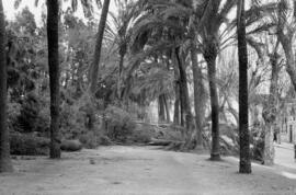 Árboles y palmeras caídas como consecuencia del temporal de viento. Paseo del Parque. Málaga. Ene...