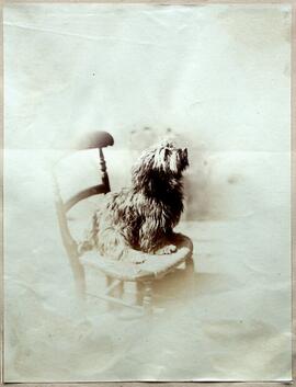 Perro de agua en una silla. Autor desconocido.