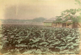 Tokio (Japón), estanque Shinobazu, conocido por sus vastas extensiones de plantas de loto. Fotógrafo desconocido