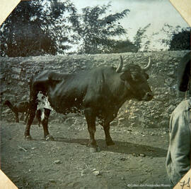 Ronda (Málaga), toro de lidia y . Fotógrafo desconocido.