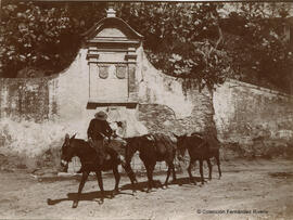 Málaga, Fuente de Reding y una reata de mulas con su mulero. Fotógrafo desconocido.