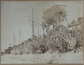 Gibraltar, pitas alineadas junto a una carretera. Autor desconocido.