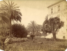 Sevilla, Palacio de San Telmo, palmeras y yuca en los jardines . Léon et Lévy.