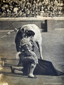 Sevilla, escena taurina, torero arrodillado ante el toro en un pase de muleta. Hijo de Pérez Romero.