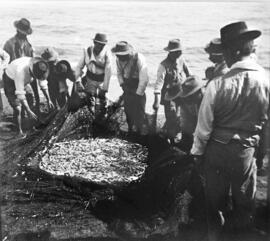 EL copo. Reuniendo el pescado. Playa de Pedregalejo.1910. Málaga. España. Colección Gonzalo de Ca...